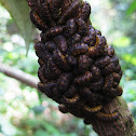 Sawfly larvae