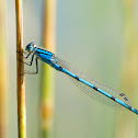 Vivid Dancer Damselfly