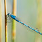 Vivid Dancer Damselfly