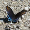 Red-spotted Purple Butterfly