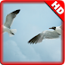 Bird Flying HD Wallpa