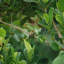 Sunbird