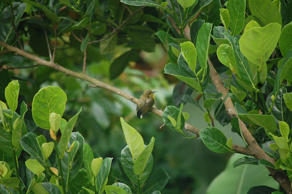Spotting Image 1