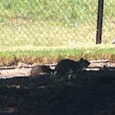 Eastern Grey Squirrel