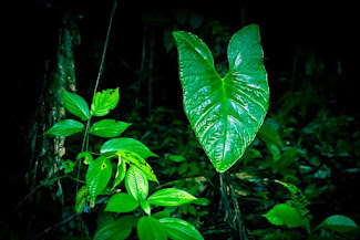 <p>
	&#39;Corazon&#39; plant at Calanoa Amazonas</p>
