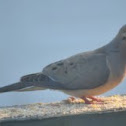 mourning dove