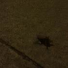 Unknown spotting