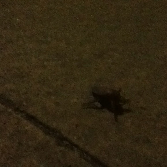 Spotting Image 1