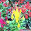 Celosia