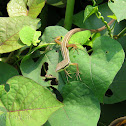 Long-tailed Asian Grass Lizard