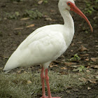 American White Ibis