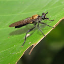 Robber fly