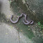 Red-tailed pipe snake