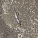 Four-line Silverfish