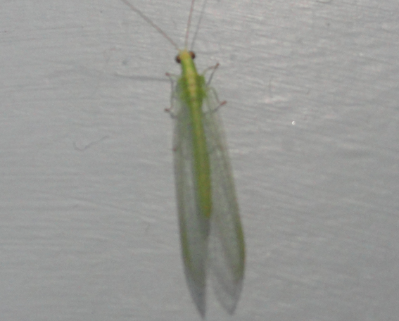 Lacewing