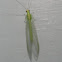 Lacewing