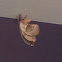 Polyphemus Moth