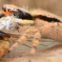 Jumping Spider