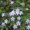 spreading phlox