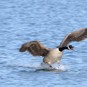 Canada geese