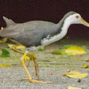 White-breasted Waterhen