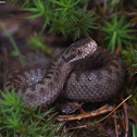 Common Adder