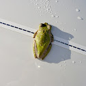 Squirrel Treefrog