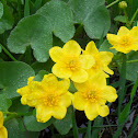 Marsh Marigold