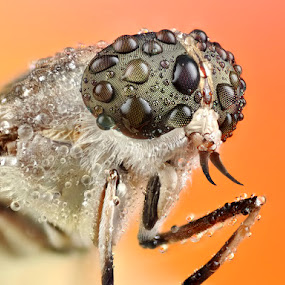 Hamatabanus exilipalpis by Donald Jusa - Animals Insects & Spiders ( animals, macro, extreme, horsefly, insects )