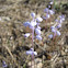Muscari