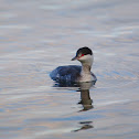 Horned grebe