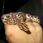 Rainbow boa