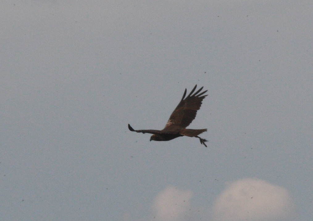 buizerd (Buteo buteo)