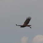 buizerd (Buteo buteo)