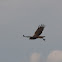 buizerd (Buteo buteo)