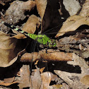 Eastern Pondhawk Dragonfly
