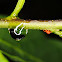 Spider Mite