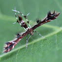 Himmelman's Plume Moth