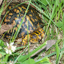 Eastern box turtle