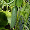 Cucumber