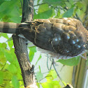 Cooper's Hawk