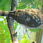 Cooper's Hawk