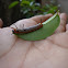 Caterpillar of Indian Common Crow
