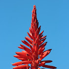 Aloe succotrina flower