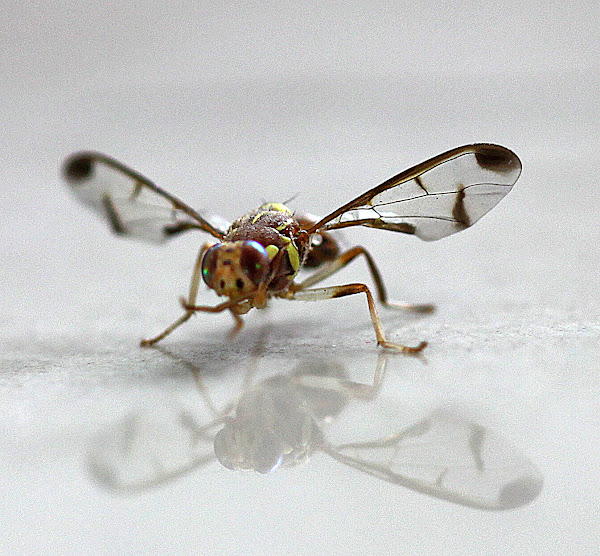 Melon Fruit Fly Project Noah