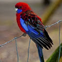 Crimson Rosella