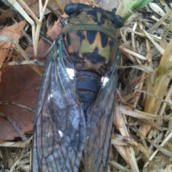 Spotting Image 1