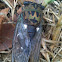 Annual cicada