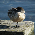 Patagonian Crested Duck