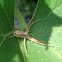 Crab Spider